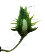  Mature flower with Nut enclosed by Valves (Outer perianth) 
